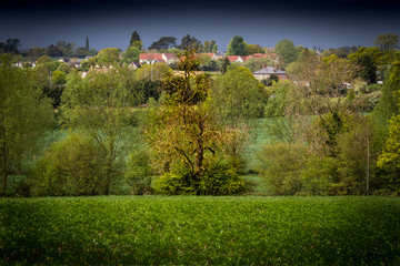 tree in the field with houses on background