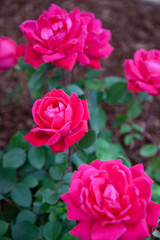 pink roses in the garden