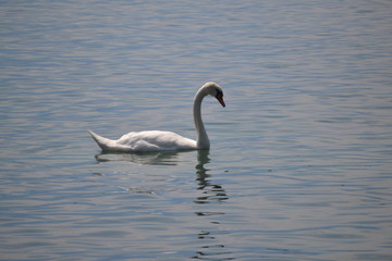 swan on lake