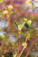 Oakleaf hydrangea leaves opening in the Spring