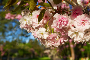 Cherry blossom trees, nature and spring background. Pink sakura flowers in park, outdor