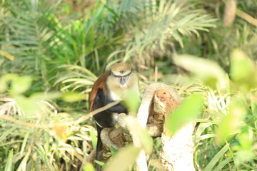 African monkey on a tree in the jungle