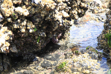 rocks in the water 