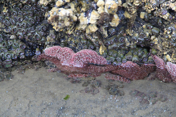 star fish on rocks 