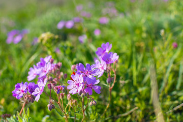 Field geranium