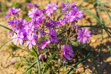 Field geranium