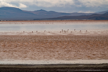 Laguna Colorada, Altiplano, Bolivia.