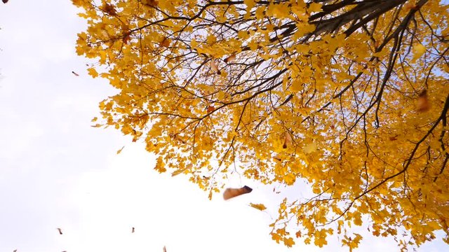 Maple foliage and helicopters-seeds fly down from young tree, slow motion shot. Yellow foliage at autumn time, many leaves fall down then defoliation stop for a while