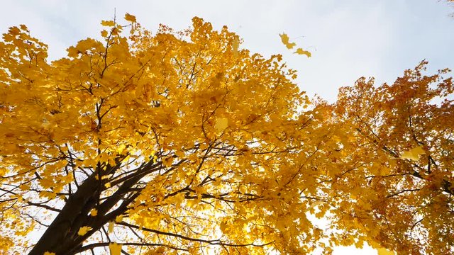 Beautiful yellow leaves fall down from maple tree, camera pointed straight up to bright lush crown, slow motion shot. Pack of leaves whirl around then defoliation stop for a while.