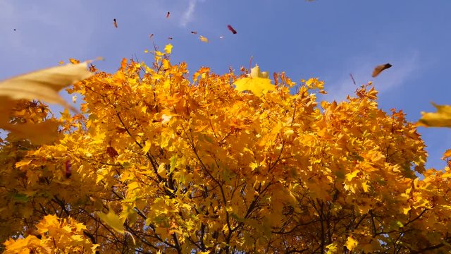 Bright yellow foliage against blue sky, maple leaves and seeds fall down, whirl in air towards camera. Beautiful autumn season, rich colours of nature