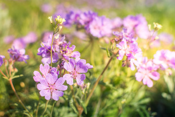 Field geranium