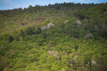 Hill forest with white bloom trees in a far distance