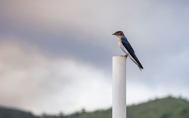 Beautiful specimen of common swallow resting on a pole