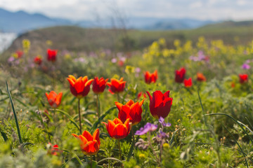 Wild tulip