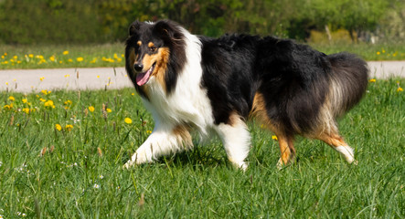 Obraz premium Wunderschöner Langhaar-Collie-Junghund läuft im Gras