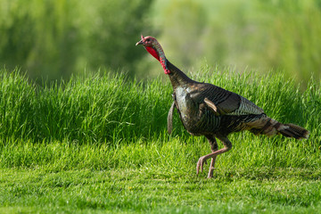 Walking turkey in the grass