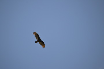 Bird flying