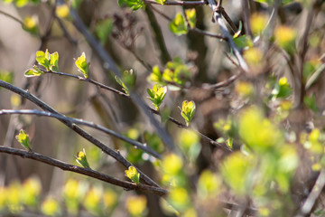 The first spring gentle leaves, buds and branches background, soft focus