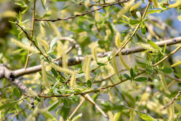 The first spring gentle leaves, buds, flowers and branches background, soft focus