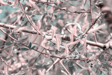 The first spring gentle leaves, buds, flowers and branches pink background, soft focus