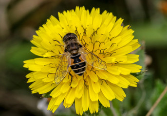 Wild bee on dandelion