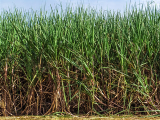 Sugar cane plant on field in Brazil with selective focus