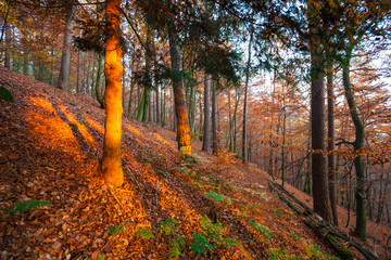 Herbstwald in der Eifel, Deutschland