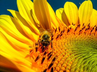 Bee in sunflower, in Brazil