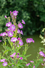 Fototapeta premium purple flowers in the garden