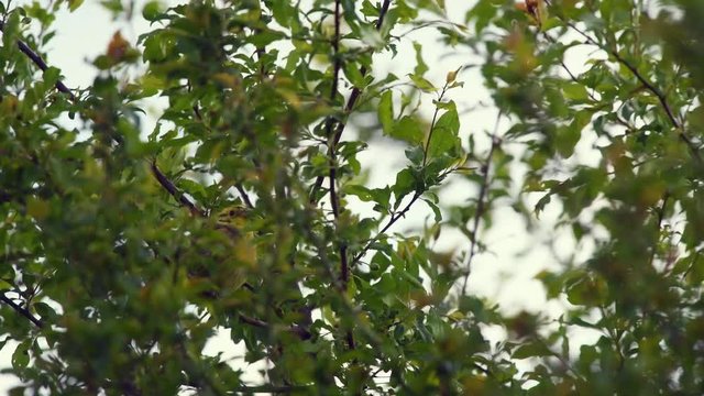 Yellowhammer sitting and singing on a tree, windy weather.