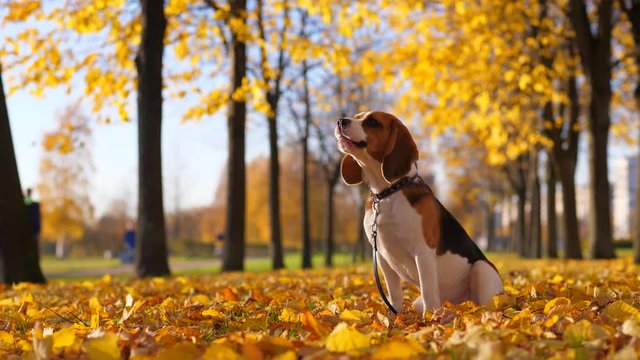 Beagle sit at autumn park, look to something and bark or howl. Yellow foliage lie around, blurred warm colored trees on background. Portrait of dog at park alley
