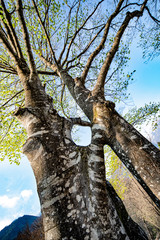 Obraz premium matrimonio tra due alberi