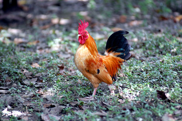 Gallito raza enana llamada  Santo Domingo