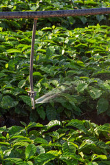 Irrigation system on nursery coffee plant on a farm in the state of Minas Gerais