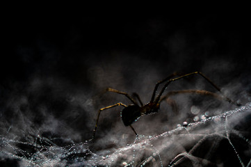 ragno macro spiderman