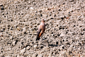 el gavilán controlador de plagas útil en el campo