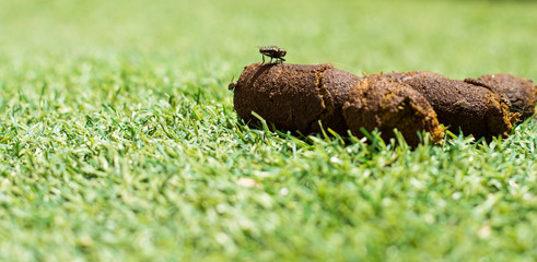 soft focus peace of shit organic animal traces and insect fly on it, green grass meadow background surface 