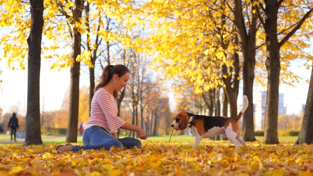 Woman play with dog at autumn park, pull little stick, slow motion shot. Yellow leaves lie on ground, bright golden colored foliage on trees. Doggy chew thin twig, stay against owner girl