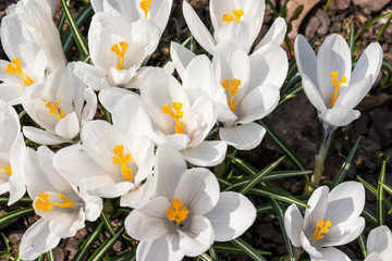 Group of white Crocus Vernus in a sunny spring day, wonderful beautiful blooming of Crocus vernus