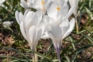 Group of white Crocus Vernus in a sunny spring day, wonderful beautiful blooming of Crocus vernus