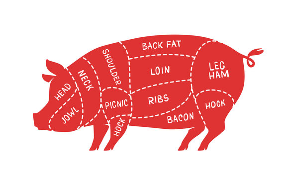 Cuts of meat, pig. Pork, butcher shop vector illustration