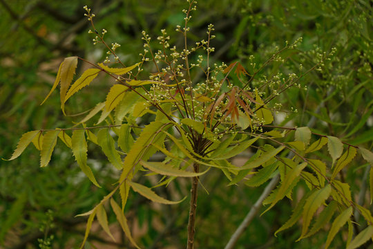 Azadirachta indica, commonly known as neem, nimtree or Indian lilac