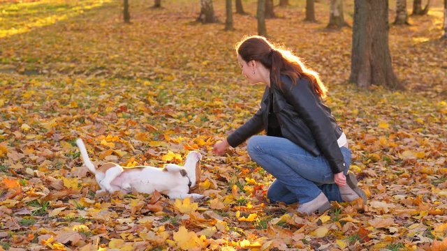 Woman wave hand to give command to young dog, doggy howl once then roll around, cry again and wallow back. Autumn park area, fallen leaves lie around, nice evening lighting