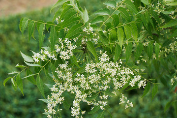 Azadirachta indica, commonly known as neem, nimtree or Indian lilac
