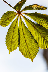 chestnut leaf