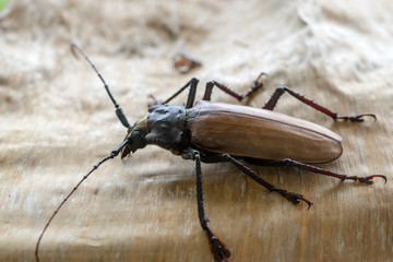 Giant Fijian longhorn beetle from island Koh Phangan, Thailand. Closeup, macro. Giant Fijian long-horned beetle, Xixuthrus heros is one of largest living insect species.Large tropical beetle species