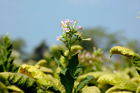 Bella flor de la planta del tabaco