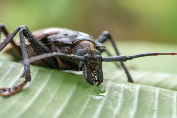 Giant Fijian longhorn beetle from island Koh Phangan, Thailand. Closeup, macro. Giant Fijian...