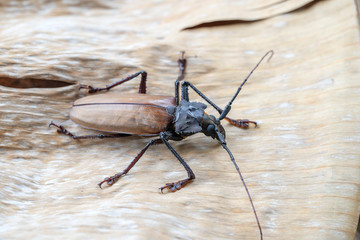 Giant Fijian longhorn beetle from island Koh Phangan, Thailand. Closeup, macro. Giant Fijian long-horned beetle, Xixuthrus heros is one of largest living insect species.Large tropical beetle species
