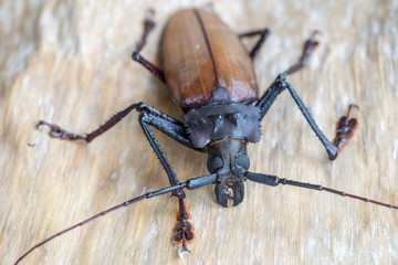 Giant Fijian longhorn beetle from island Koh Phangan, Thailand. Closeup, macro. Giant Fijian long-horned beetle, Xixuthrus heros is one of largest living insect species.Large tropical beetle species
